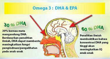 Kenapa Omega Penting Untuk Otak?